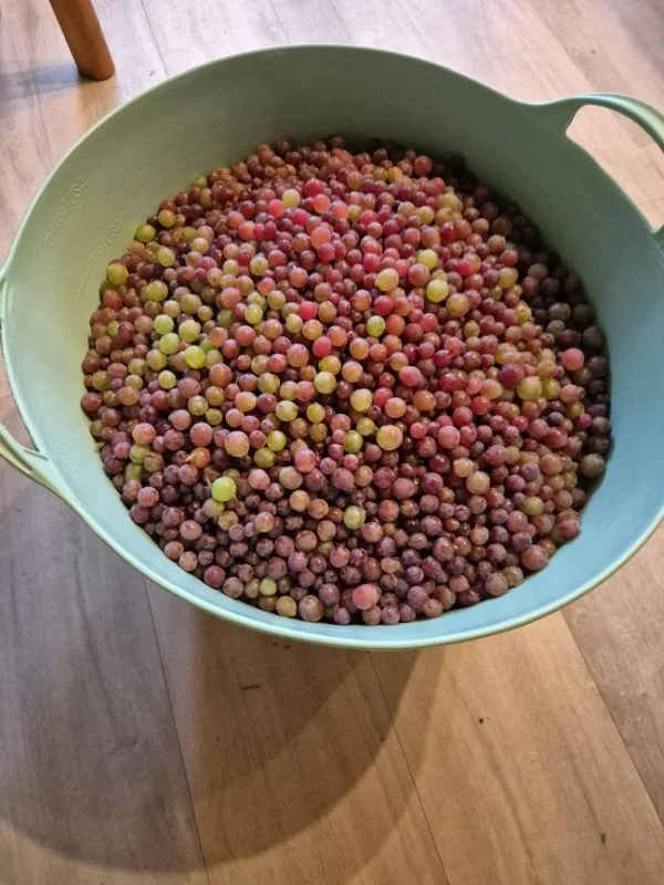 Eine große, hellgrüne Schüssel steht auf einem hellen Holzboden. Sie ist randvoll mit kleinen, runden Trauben, die verschiedene Farbtöne von Gelb über Rosa bis Violett zeigen. Die Trauben sind dicht aneinander gereiht und wirken frisch.