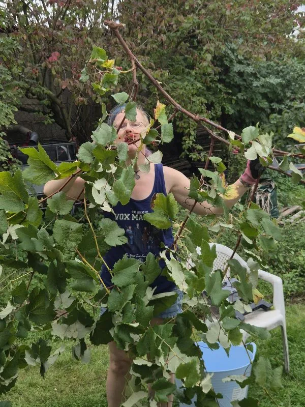 Im Vordergrund steht eine Person mit kurzem Haar und Brille, die einen blauen ärmellosen Oberteil mit der Aufschrif Vox Machina und Fantasymotiven trägt. Sie hält mit beiden Händen einen langen Traubenast mit grünen Blättern und einigen gelben Blättern. Im Hintergrund sind ein weißer Kunststoffstuhl, ein blauer Eimer und weitere Gartenmöbel auf einer Rasenfläche zu sehen. Im Hintergrund sind grüne Sträucher zu sehen.