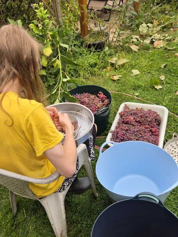 Eine Person sitzt auf einem weißen Stuhl im Gras. Vor ihr stehen mehrere Schüsseln und Wannen mit frisch gepflückten kleinen, runden Trauben in Rosa- und Violetttönen. Die Person scheint die Beeren von Stielen oder unreifen Früchten zu trennen. Im Hintergrund sieht man Pflanzen, Sträucher und Gartenbereich.