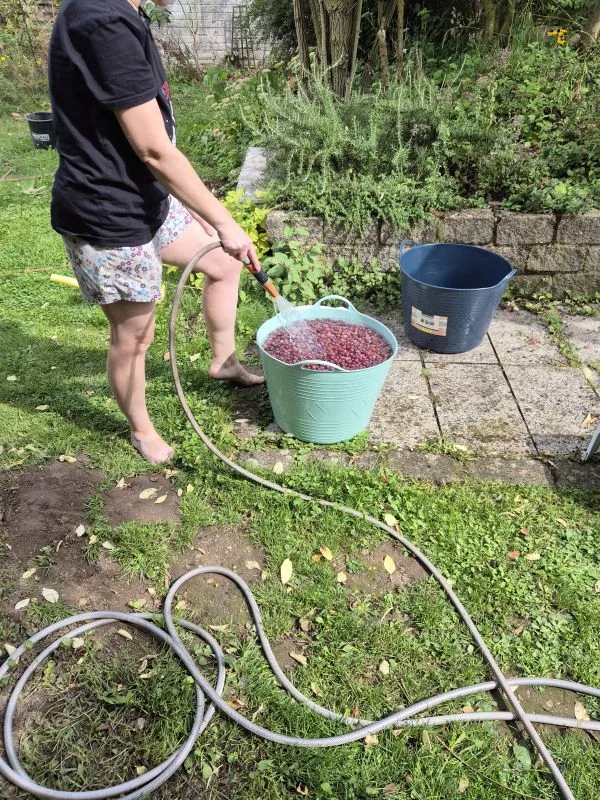 Eine Person steht barfuß auf dem Rasen. Sie hält einen Gartenschlauch und spritzt Wasser in einen Eimer. Der Eimer ist voll mit vielen roten Trauben. Daneben steht noch ein leerer, dunkelblauer Eimer. Im Hintergrund sieht man Beete, Pflanzen und eine Gartenmauer.