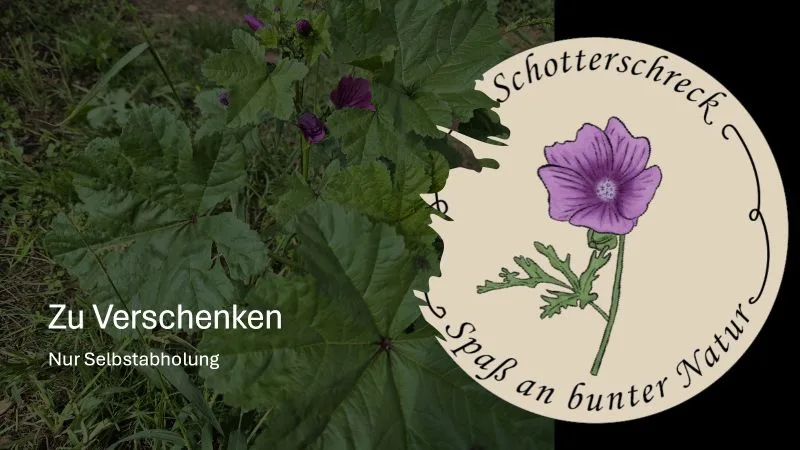 Im Hintergrund steht eine Malve mit grünen Blättern und violetten Blüten. Links ist ein Textfeld mit weißer Schrift auf dunklem Hintergrund zu sehen: zu verschenken - nur Selbstabholung. Rechts befindet sich ein rundes Logo mit einer gezeichneten violetten Malven Blume, grünen Blättern und dem Schriftzug "Schotterschreck - Spaß an bunter Natur", der das Logo kreisförmig umrahmt.