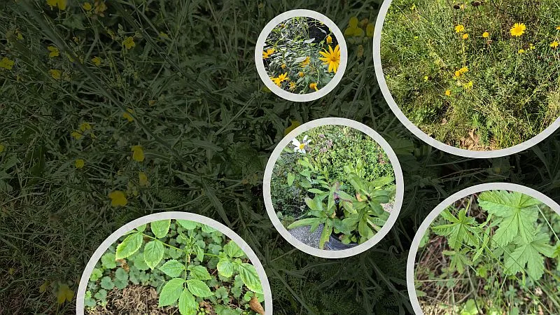 Ein Bild mit einer gelb blühenden wilden Rauke im Hintergrund. Mehrere kreisförmige Ausschnitte zeigen zusätzliche Wildpflanzen und Blumen in Nahaufnahme.