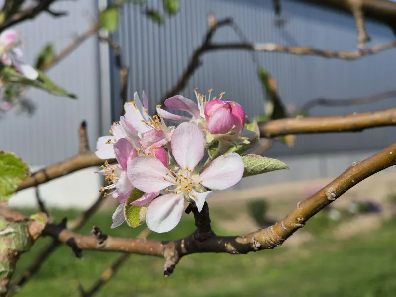 Nahaufnahme von Apfelblüten an einem Ast mit unscharfem Hintergrund