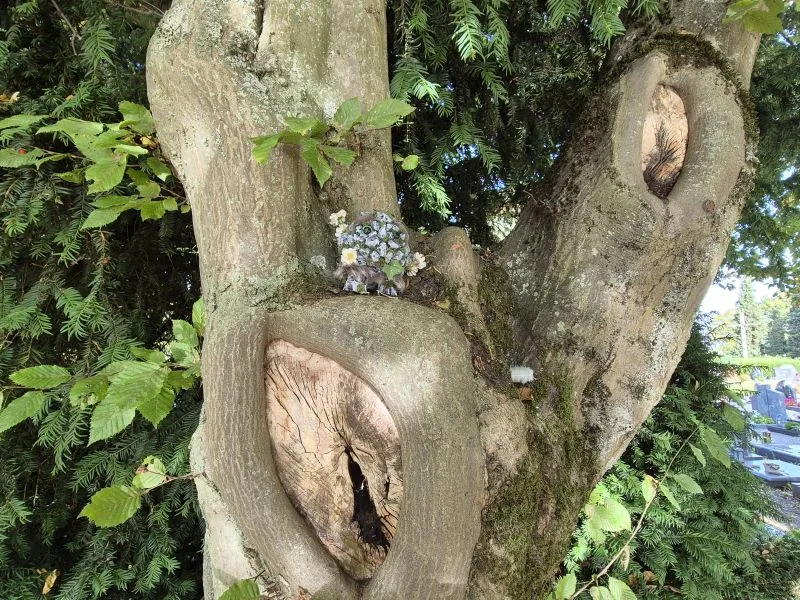 Ein kräftiger Baumstamm mit zwei großen, ovalen Wunden im Holz steht im Vordergrund. In einer der Vertiefungen steht eine kleine, kugelförmige Figur aus grauen Steinen, Moos und künstlichen Blättern, die mit weißen Blüten dekoriert ist. Im Hintergrund sind dichte, dunkelgrüne Nadelzweige und einige Laubblätter zu sehen.