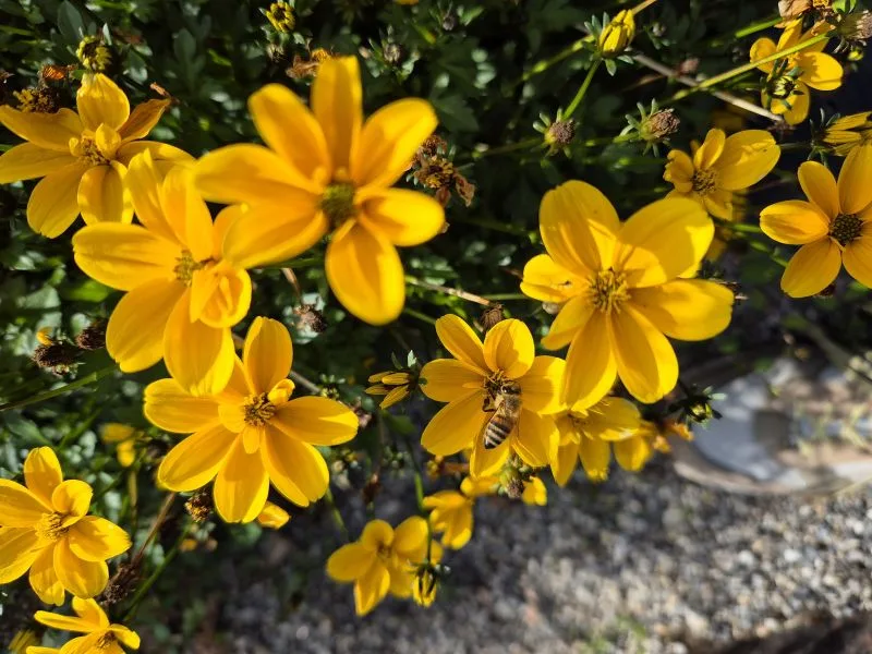 Im Vordergrund stehen mehrere leuchtend gelbe Blüten mit fünf Blütenblättern. Auf einer der Blüten sitzt eine Biene. Im Hintergrund sind grüne Blätter und ein Bereich mit grauem Kies sichtbar.