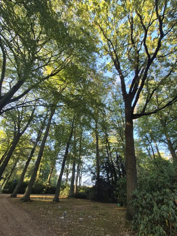 Blick nach oben auf hohe Bäume mit grünem Laub.