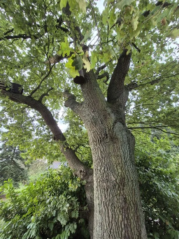Stamm und Äste eines großen Baums mit grünem Laub vor bewachsenem Hintergrund