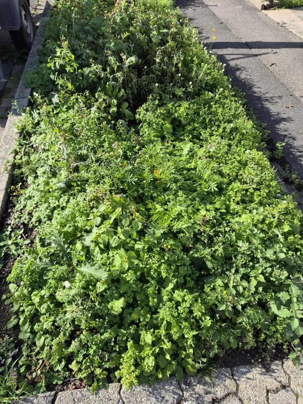 Ein längliches Beet mit dichter, grüner Bepflanzung steht zwischen einem Gehweg und einer Straße. Die Pflanzen wachsen üppig und bedecken fast die gesamte Fläche des Beetes. Am Rand sind Pflastersteine und Asphalt sichtbar.