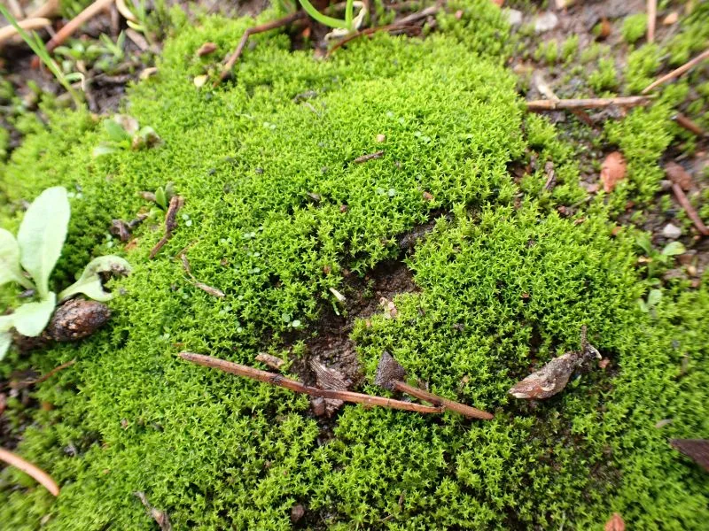 Nahaufnahme von dichtem, moosbedecktem Waldboden mit kleinen Zweigen und Blättern
