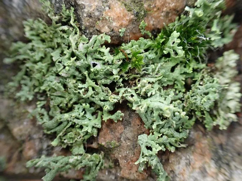 Nahaufnahme von moosartigem Flechtenbewuchs auf einer rauen Steinoberfläche, vermutlich Lippen-Schwielenflechte (Physcia tenella)