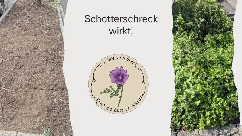 Ein Beet ist im Zeitverlauf zu sehen. Links befindet sich ein karger, steiniger Bereich mit wenigen Pflanzen, rechts ein dicht bewachsenes Beet mit grünen, blühenden Pflanzen. In der Mitte des Bildes steht der Text 'Schotterschreck wirkt!' und darunter ein rundes Logo mit einer violetten Blume und dem Schriftzug 'Schotterschreck – Spaß an bunter Natur'.