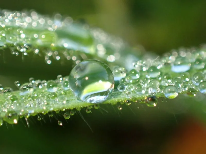 Im Vordergrund liegt ein einzelner, klarer Wassertropfen auf einem grünen Blatt. Das Blatt ist mit zahlreichen weiteren kleinen Tropfen bedeckt. Der Hintergrund ist unscharf und zeigt verschiedene Grüntöne.
