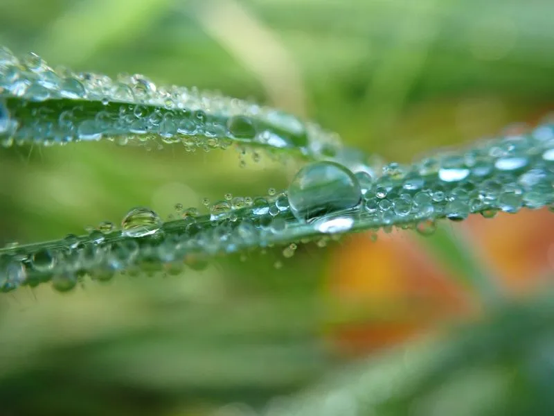 Wassertropfen liegen auf schmalen, grünen Grashalmen. Die Tropfen sind unterschiedlich groß und spiegeln das Licht. Der Hintergrund ist unscharf und zeigt weitere grüne und gelbliche Farbtöne.