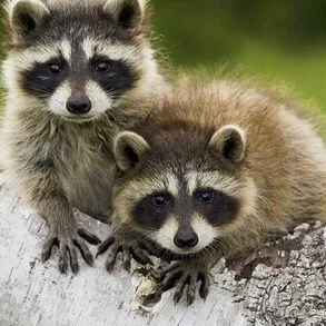red raccoon